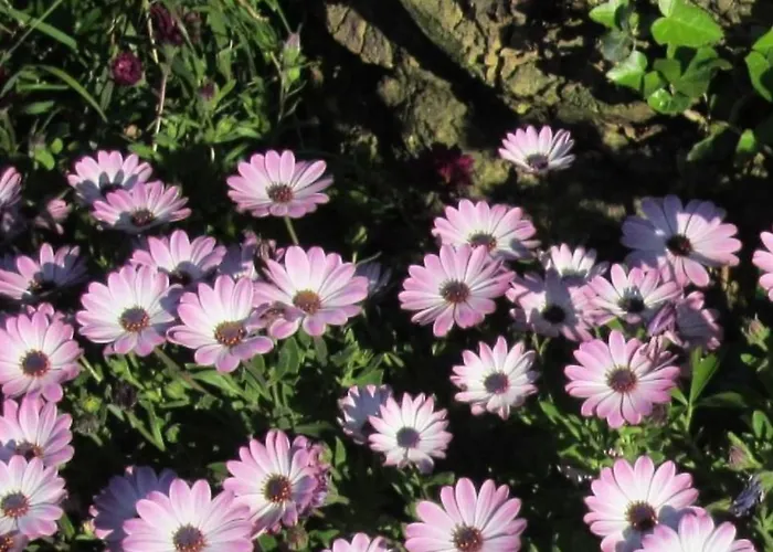 公寓 Mit Wasserblick By Interhome 卡波利韦里