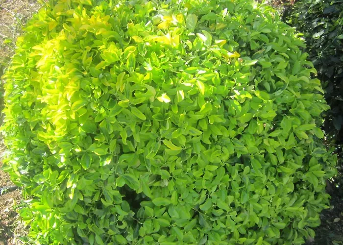 Mit Wasserblick By Interhome Διαμέρισμα Capoliveri (Isola d'Elba)